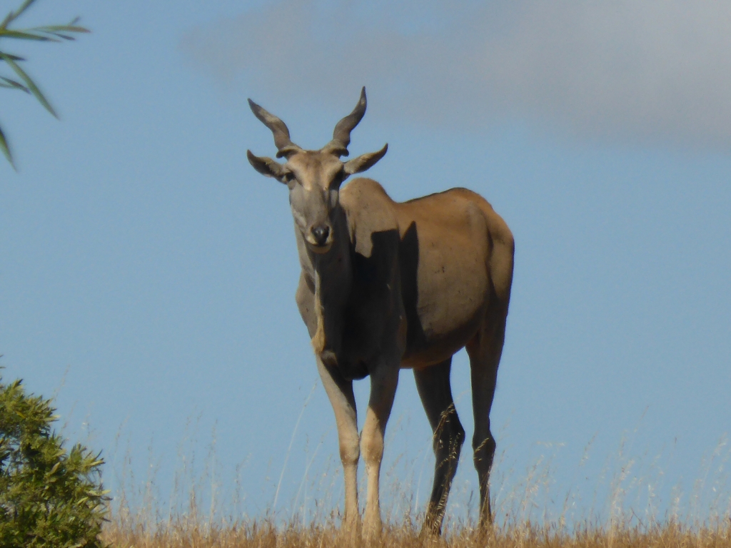 7 Top Tips for Spotting Wildlife on Safari 4