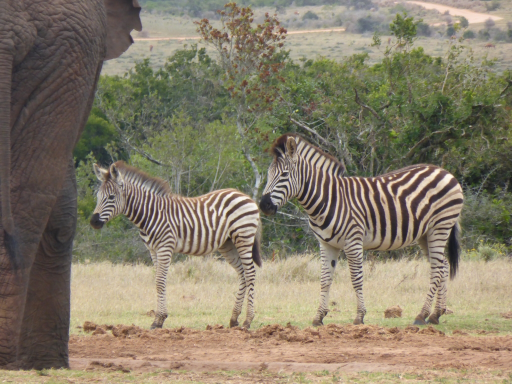 7 Top Tips for Spotting Wildlife on Safari 2