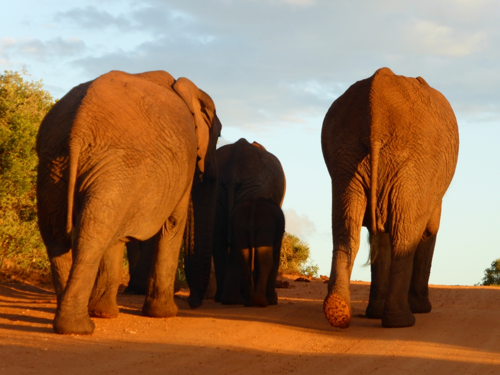 7 Top Tips for Spotting Wildlife on Safari 5