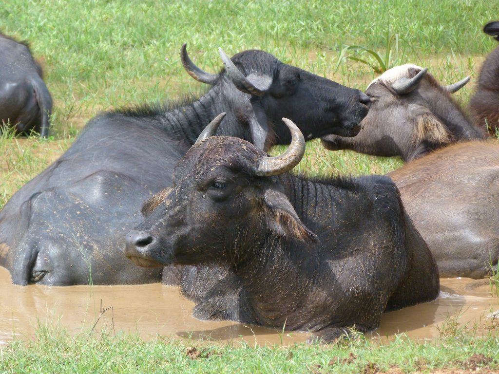 Water buffalo cooling down in a mud bath