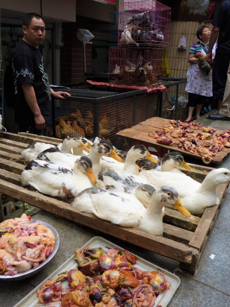 Unidentified animal parts in Chengdu