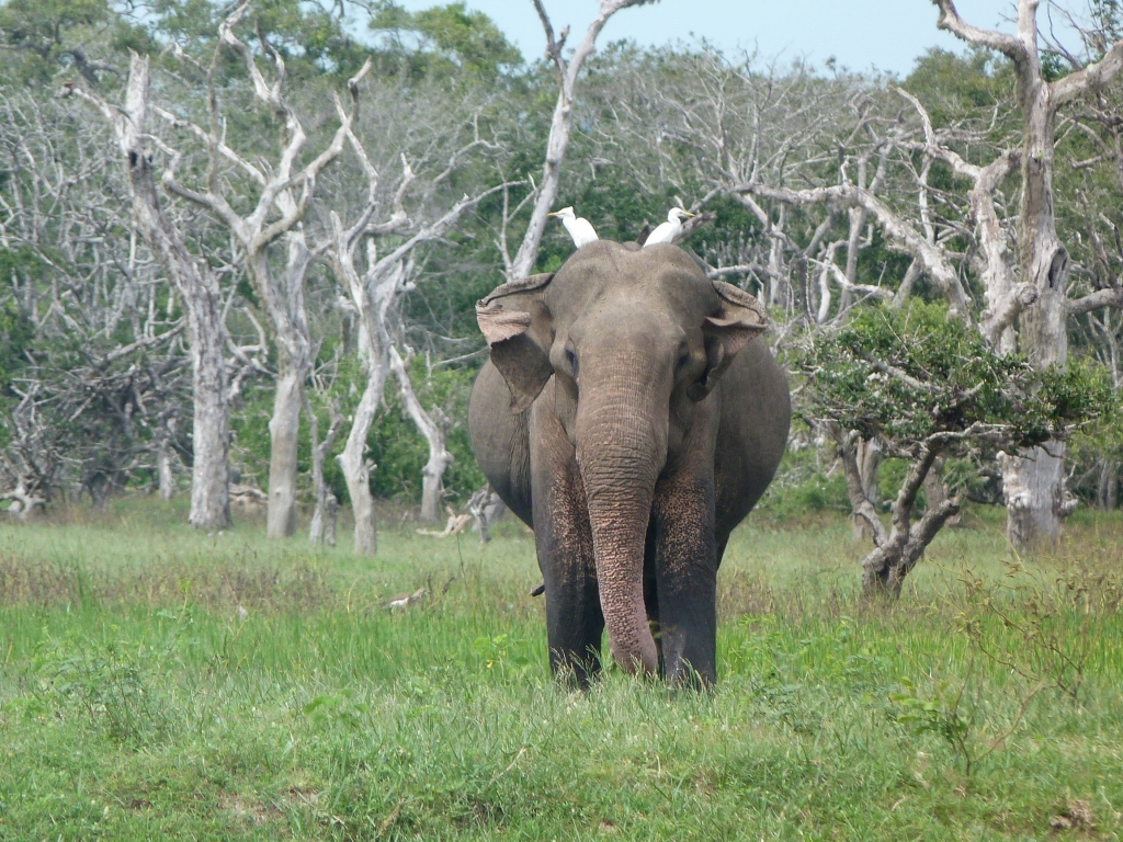 Egrets hitching a ride on an elephant