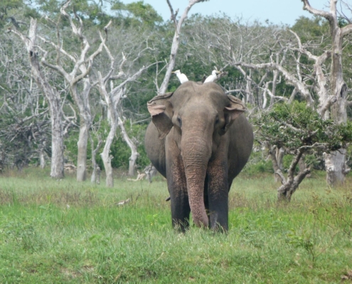 Yala National Park | Your Complete Yala Safari Guide 2