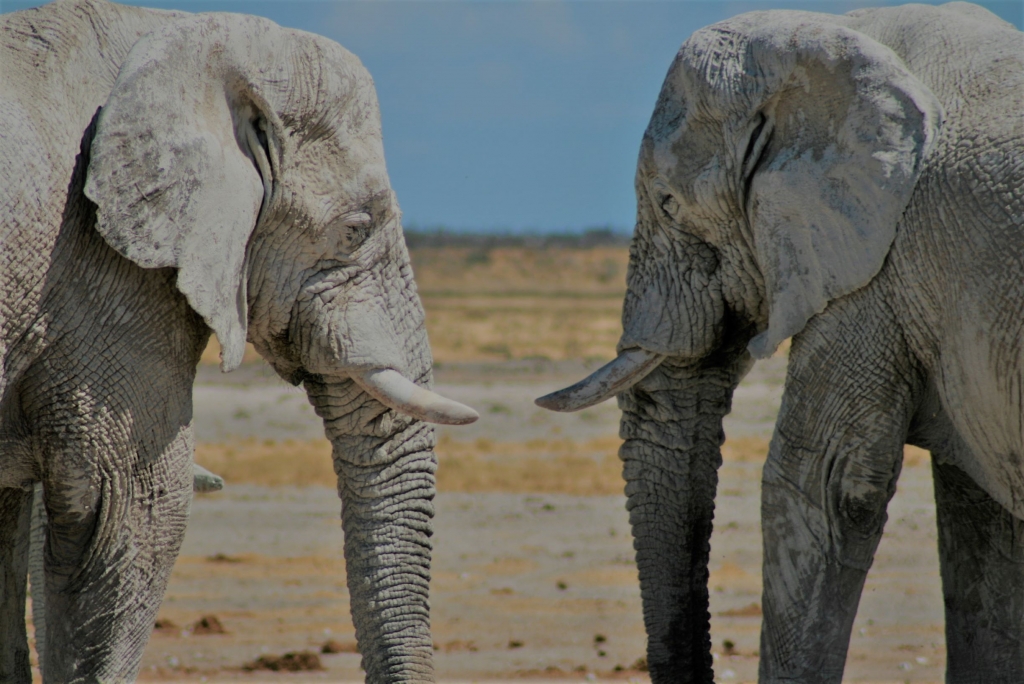 Elephants in Etosha