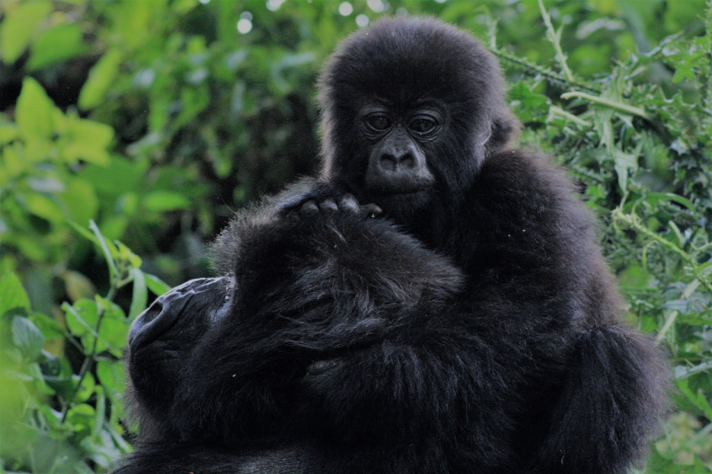 Getting up close and personal with a family of gorillas in Rwanda