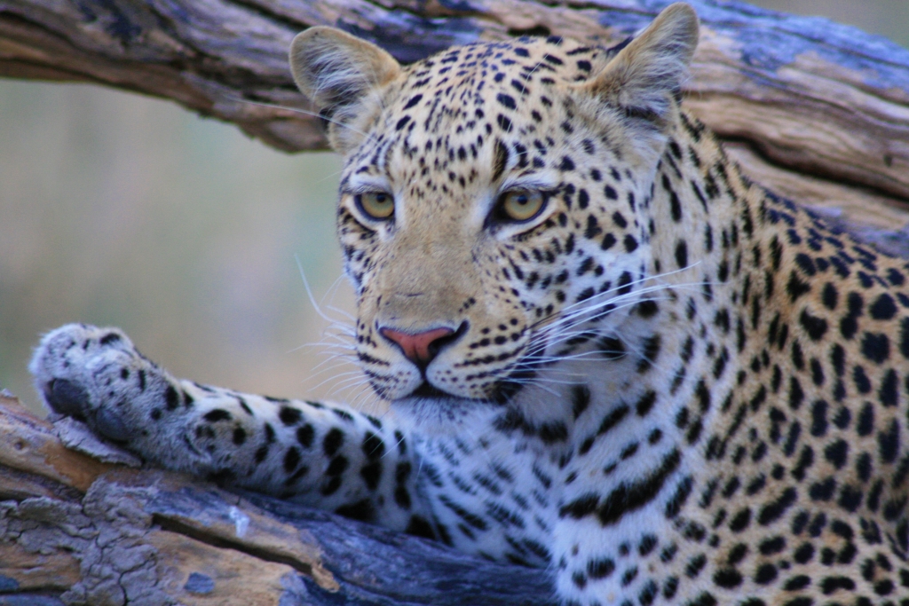 Leopard in Botswana