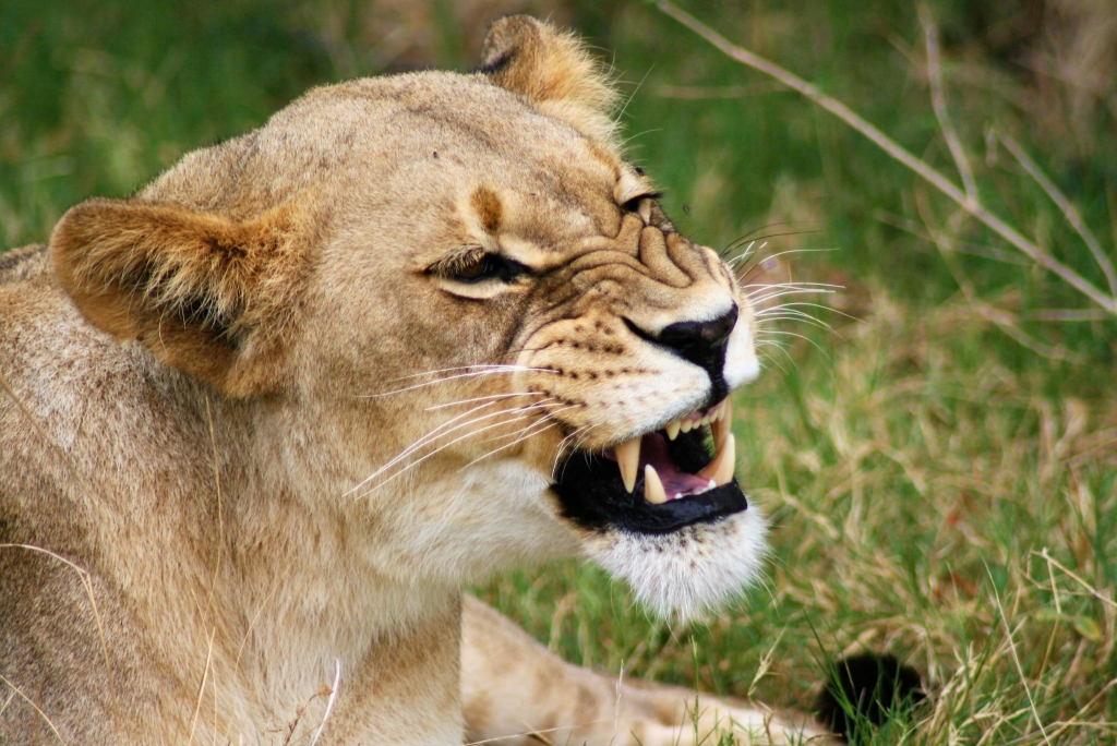 Lion in Serengeti