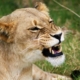 7 Top Tips for Spotting Wildlife on Safari 3