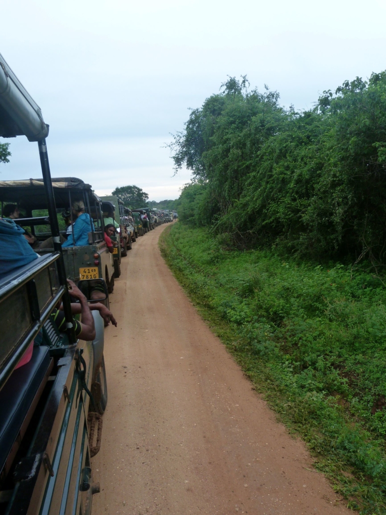 Queues and queues of jeeps jostling for a sighting of an elusive leopard