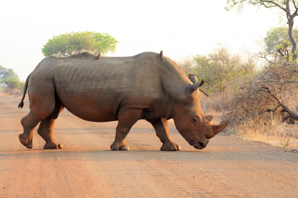 Rhino in the Kruger