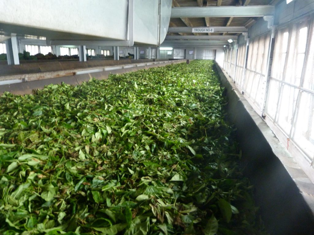 Halpewatte Tea Factory tour