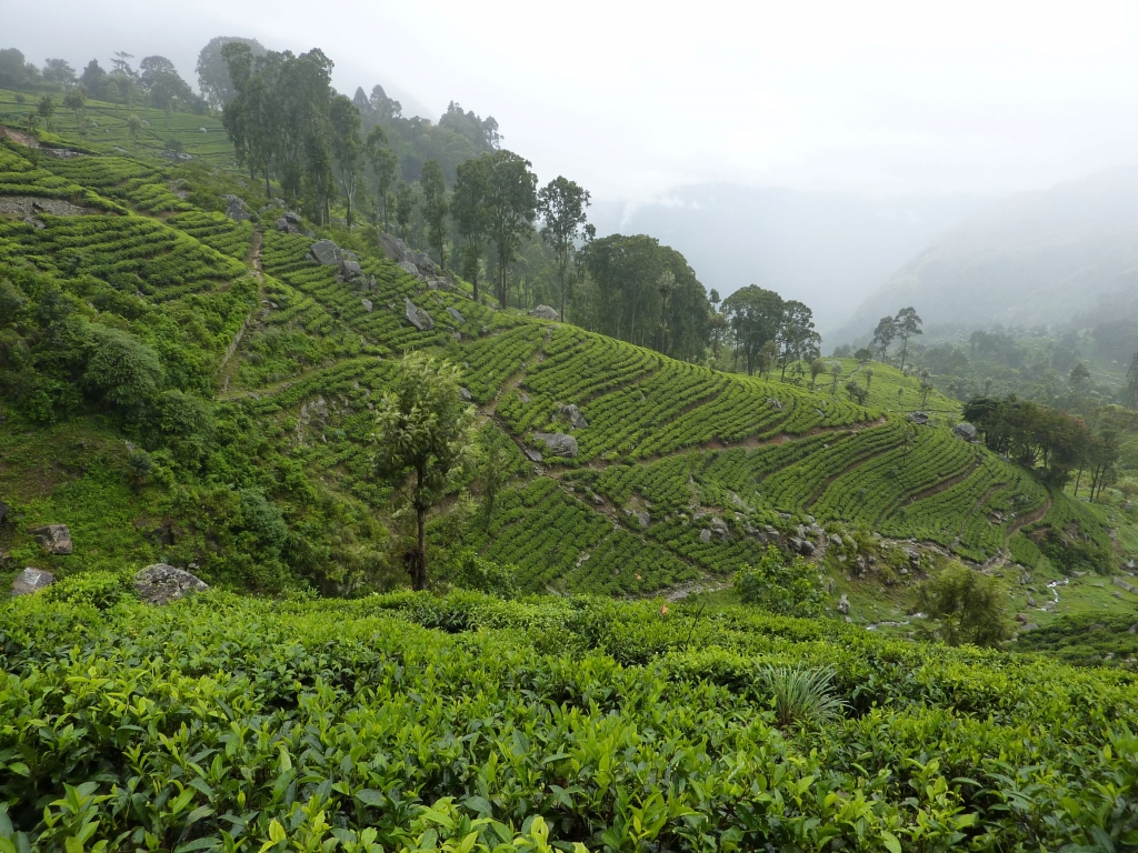 Tea Tasting In Sri Lanka Hill Country: Best Tea Estates To Visit With Kids