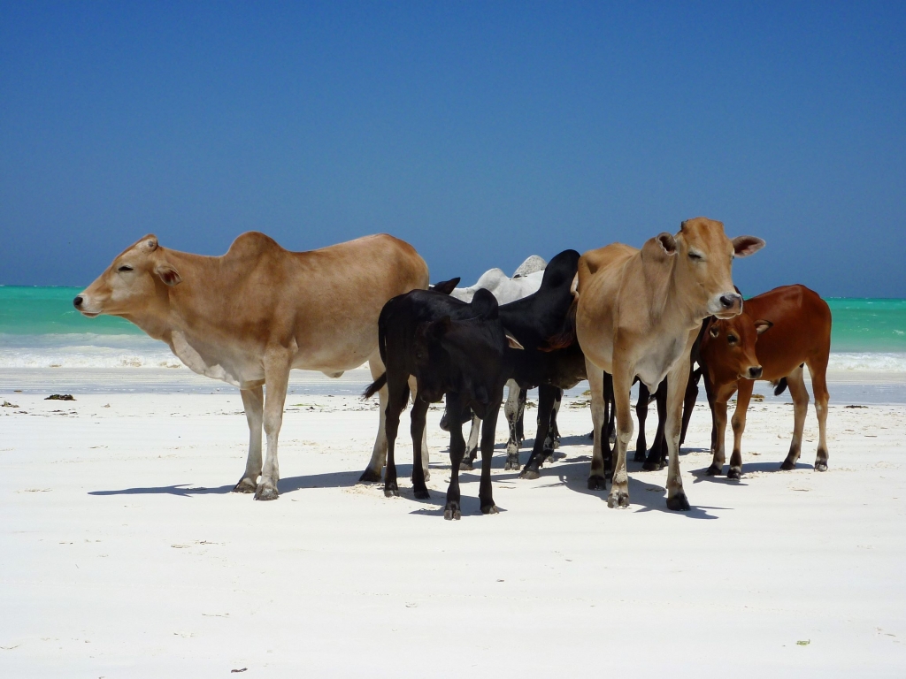 Cows hanging out on Paje beach in Zanzibar