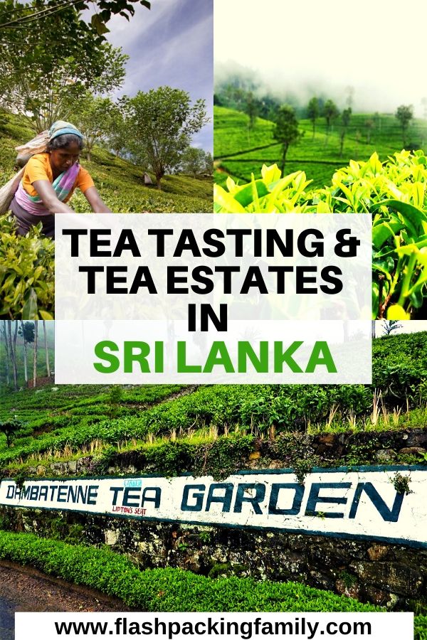 Tea Tasting and Tea Estates in Sri Lanka