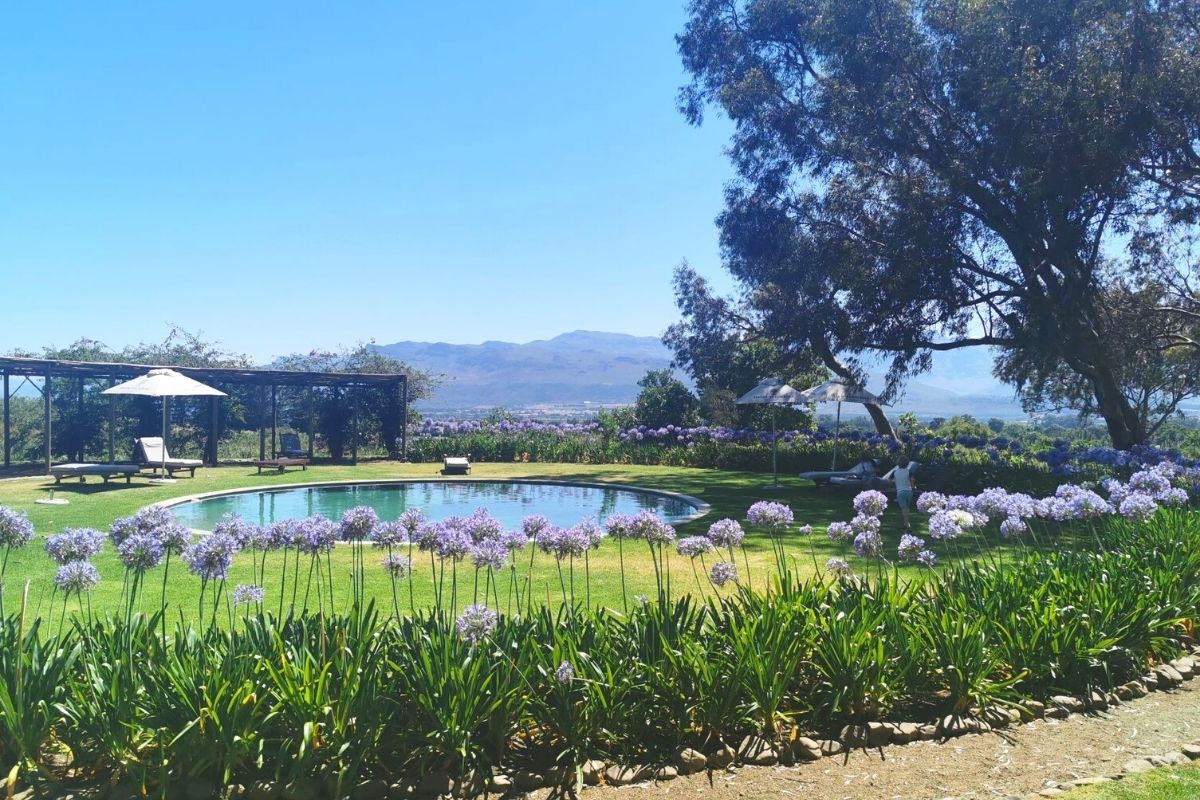 The pool of the Orchard Cottages at Boschendal Farm Estate surrounded by agapanthas with a view of the mountains.