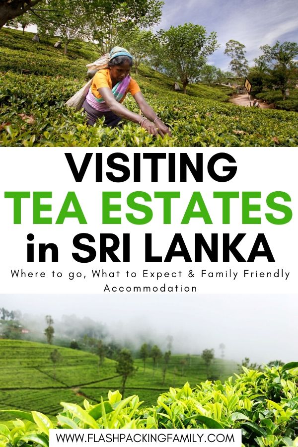 Visiting Tea Estates in Sri Lanka