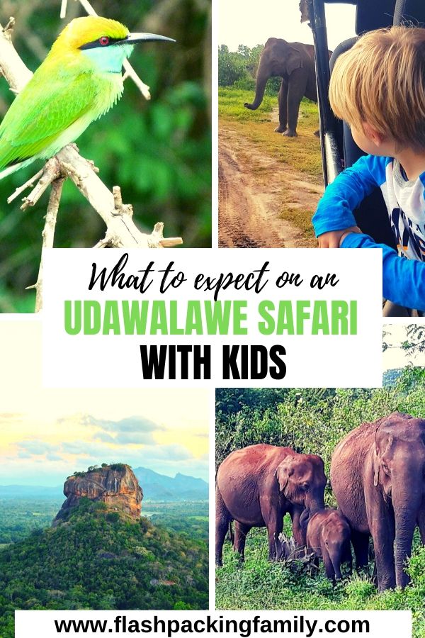 What to expect on an Udawalawe safari with kids