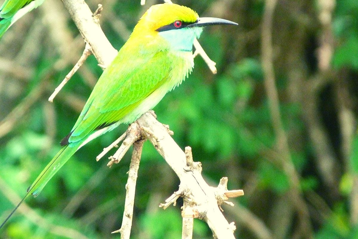 Bee eater in Udawalawe National Park