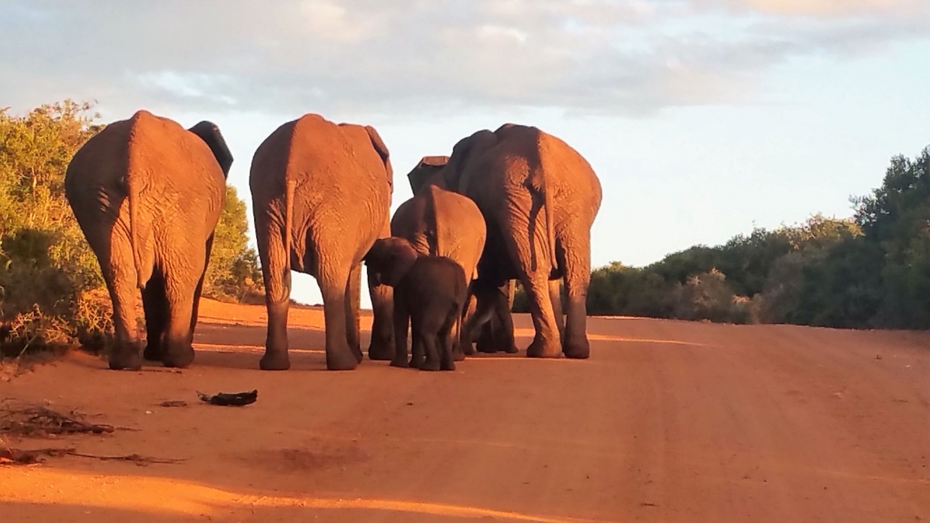 We slowly followed an elephant family as they headed off towards a watering hole at sunset