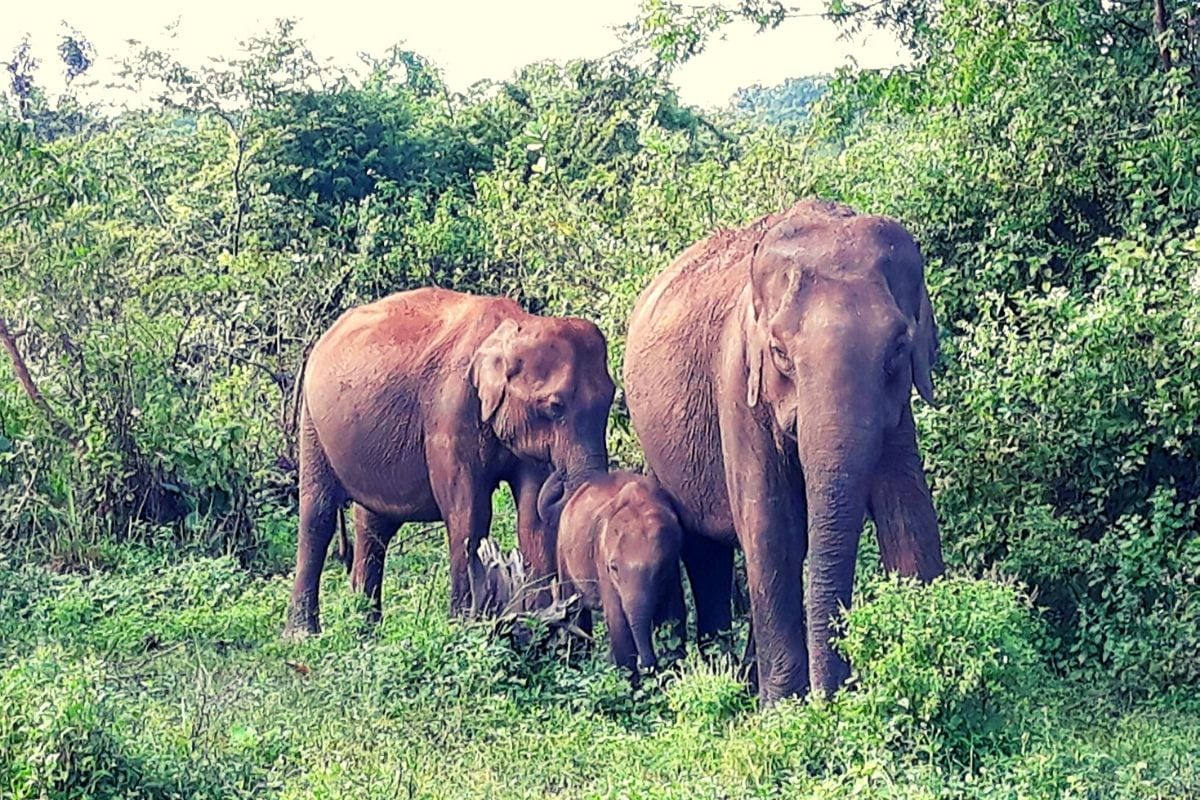 elephants in Udawalawe National Park