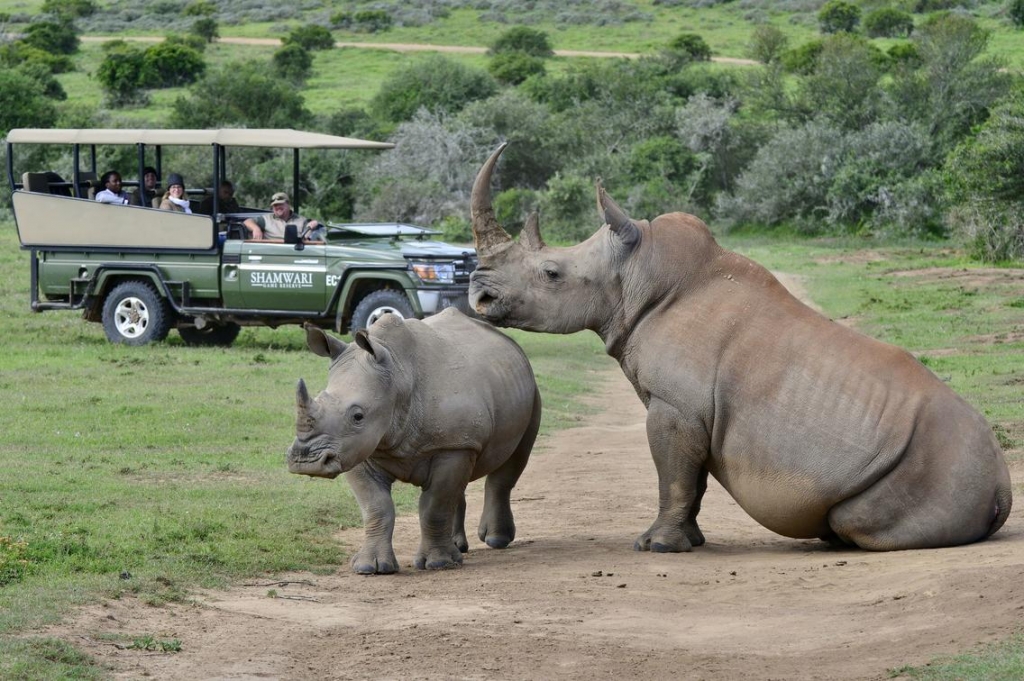 Rhino encounter at Shamwari