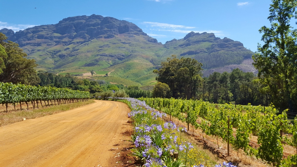 The beautiful scenery of the Stellenbosch wine region