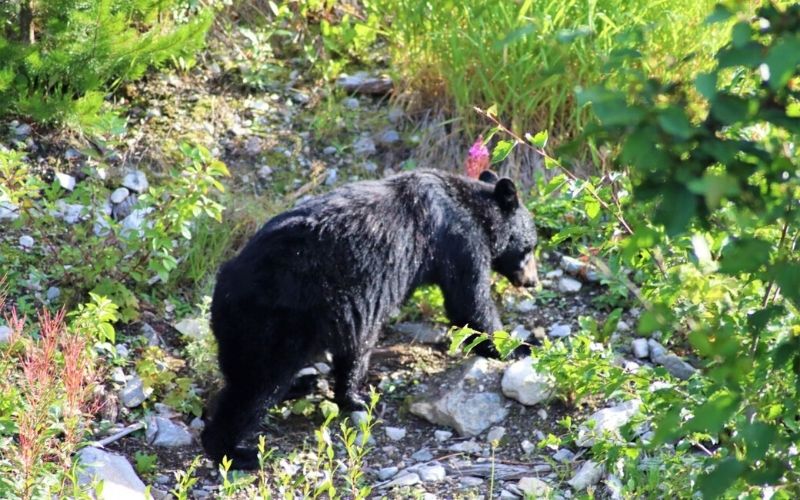 bear walking up a slope in Banff National Park.