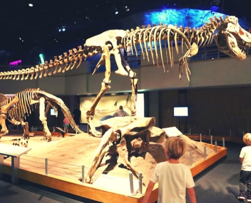 Dinosaur display at the Royal Tyrrell Museum