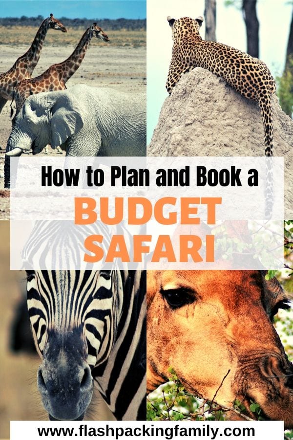 how to plan and book a budget safari