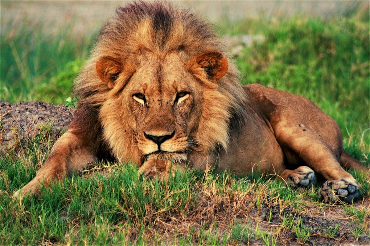lion in Kruger National Park