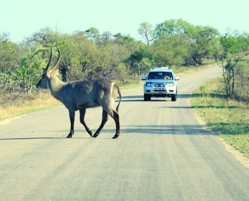 self drive safari in Kruger National Park