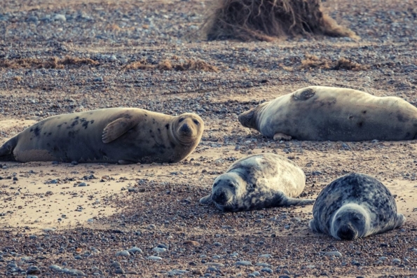 The 7 Best Norfolk Beaches According To A Local