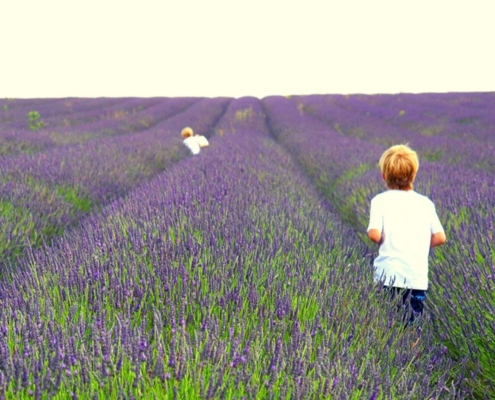 Rows of Lavender plants at the Hitchin Lavender Farm
