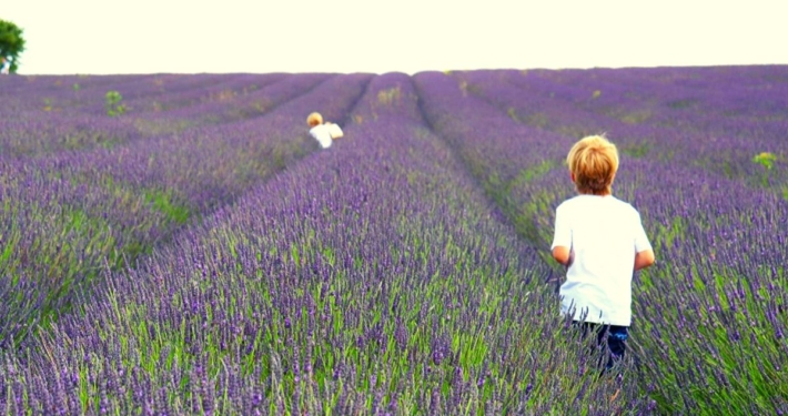 Rows of Lavender plants at the Hitchin Lavender Farm