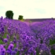 Rows of purple lavender at the Hitchin Lavender Farm