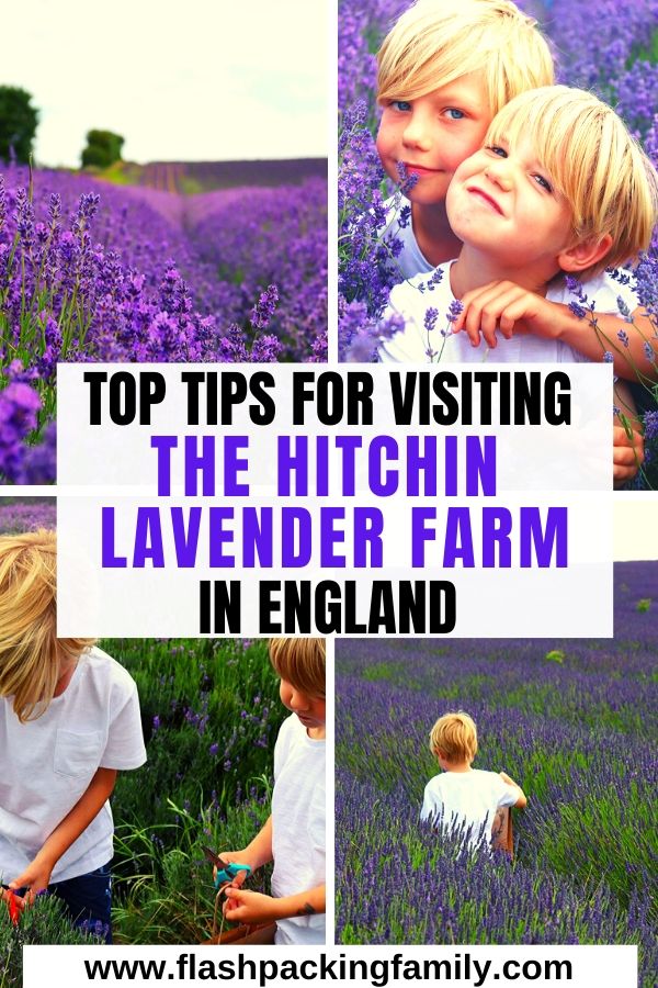 Top tips for Visiting the Hitchin Lavender Farm in England