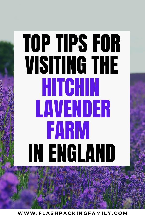 Top tips for visiting the Hitchin Lavender Farm in England