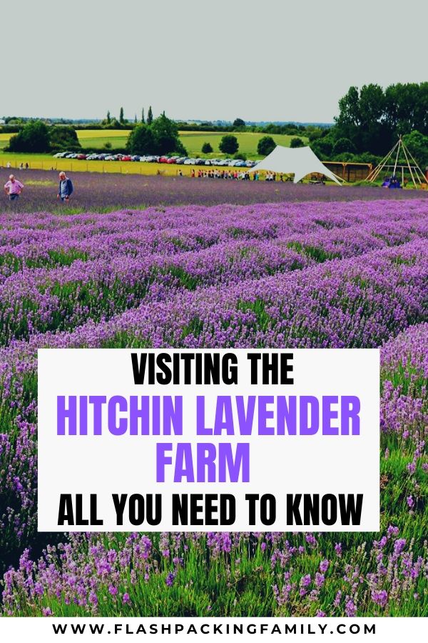 Visiting the Hitchin Lavender Farm All you need to know