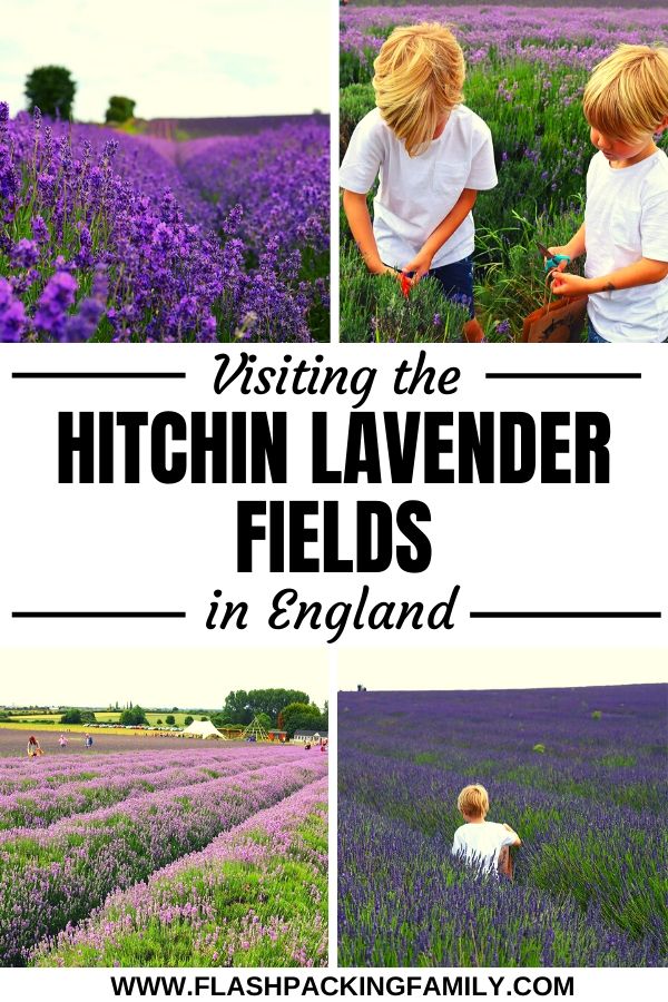 Visiting the Hitchin Lavender Fields in England