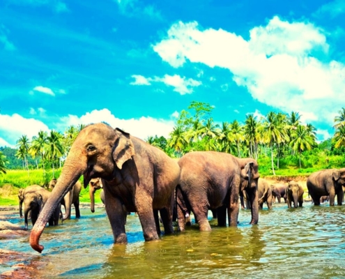 Elephants at Pinnawala Elephant Orphanage