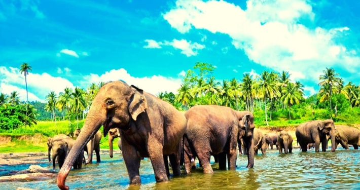 Why a Maldives Family Holiday Could be Your Best Holiday Ever! 2 Elephants at Pinnawala Elephant Orphanage