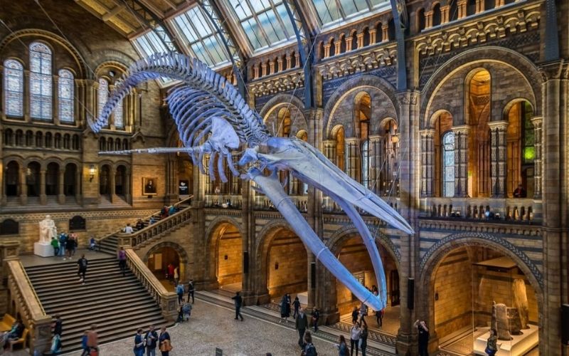 The Blue Whale skeleton at the Natural History Museum in London.