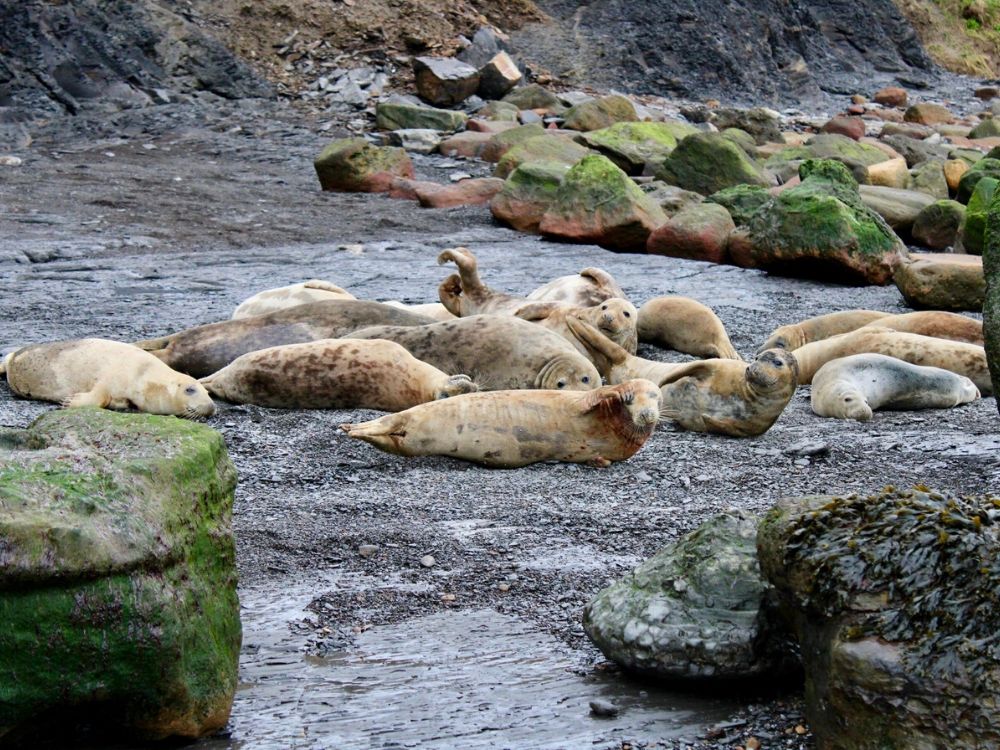 A seal colony at Ravenscar Beach in Yorkshire