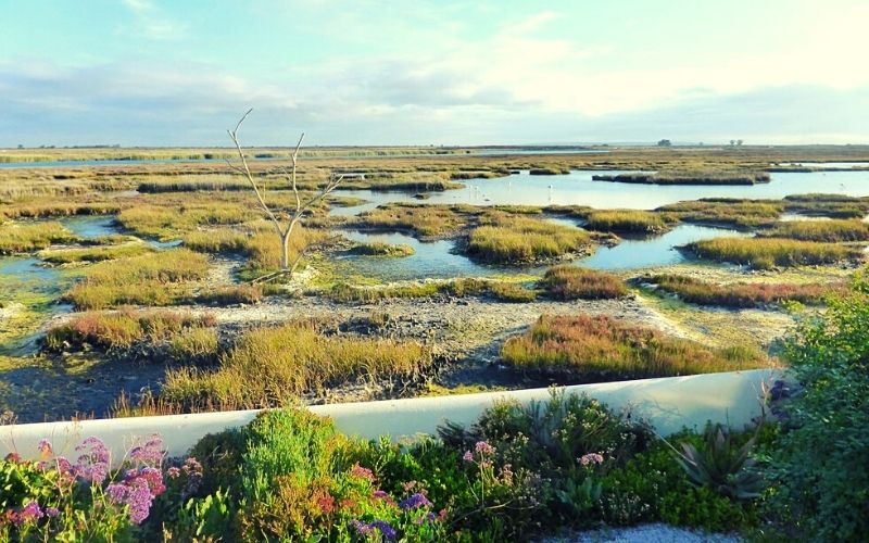Wetlands in the West Coast National Park