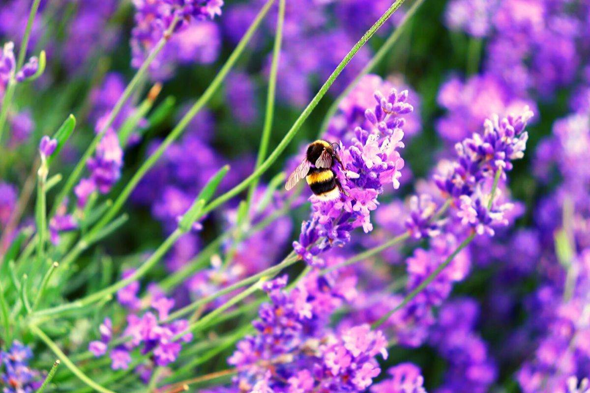 Bees on the lavender 