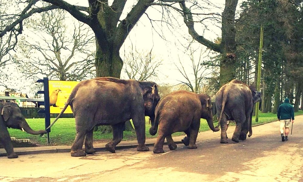Elephants out for a walk at Whipsnade Zoo