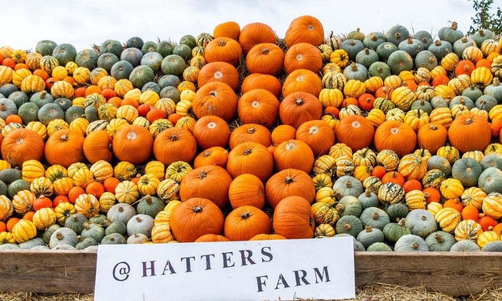 Hatter's Farm Pumpkin picking in East Anglia.
