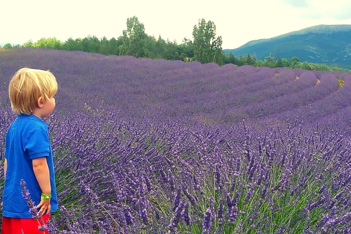 Lavender field provence