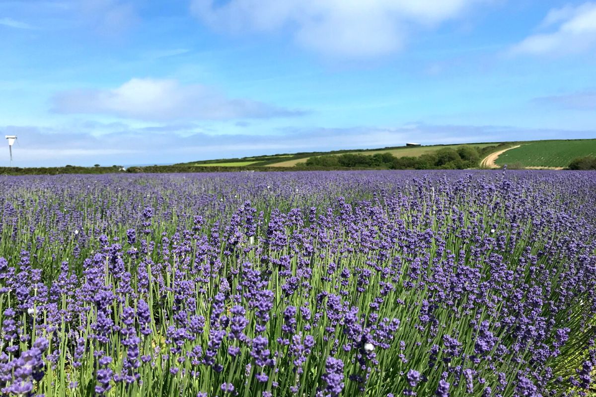Lavender fields at Roskorwell Farm in Cornwall.