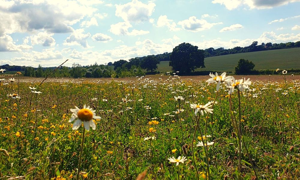 Meadow area at Heartwood Forest